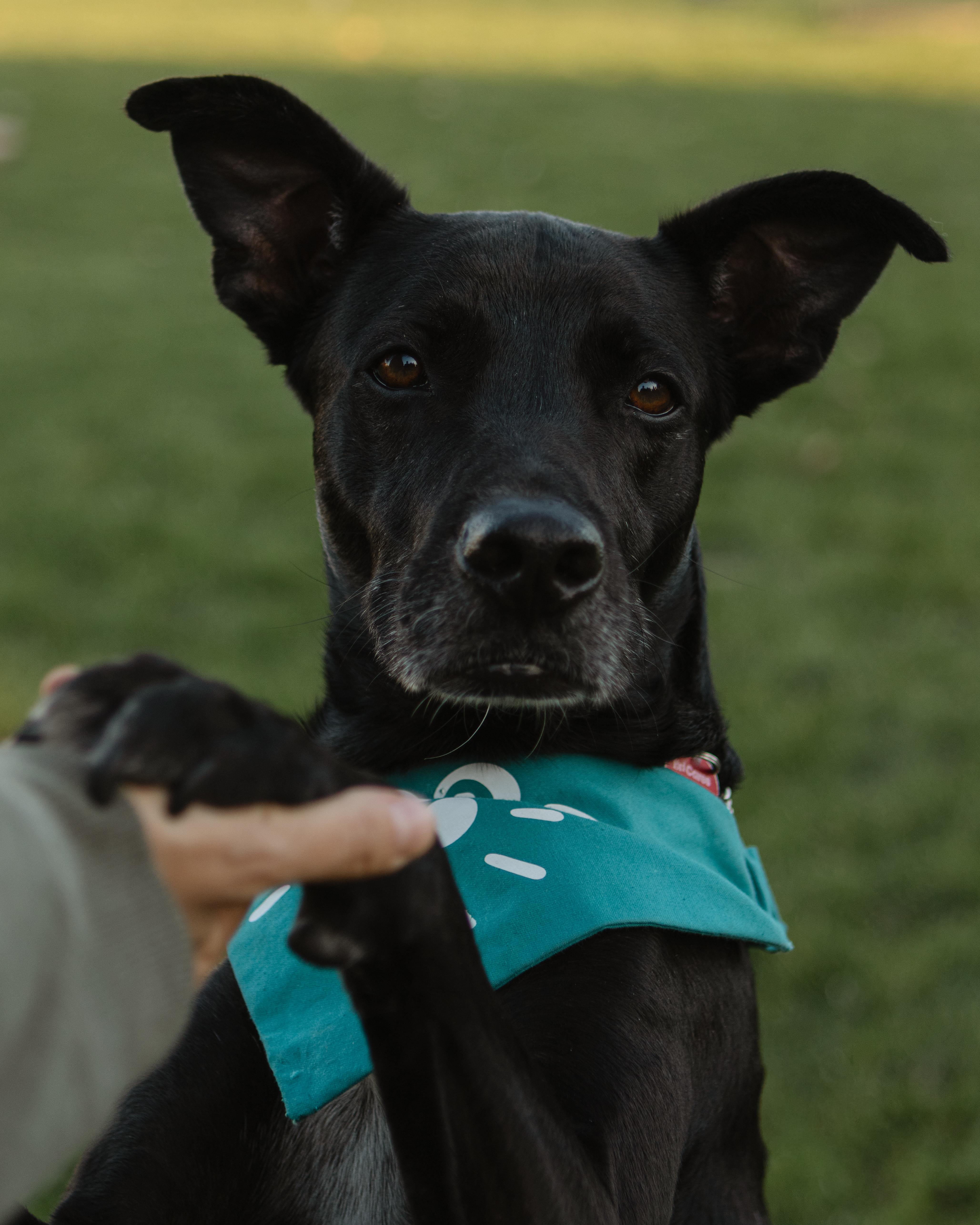 Enlarge Chanito, a ADOPTABLE mixed breed in Pointe-Claire, QC image 1/6