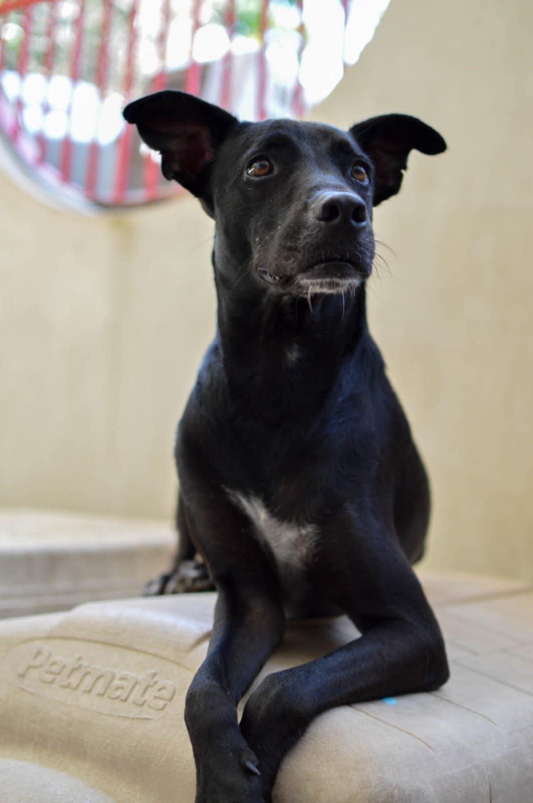 Chanito, a ADOPTABLE mixed breed in Pointe-Claire, QC image 5/6