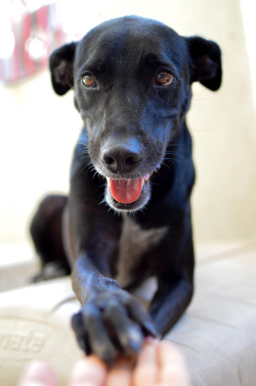 Chanito, ADOPTABLE, Adult Male Black Labrador Retriever.