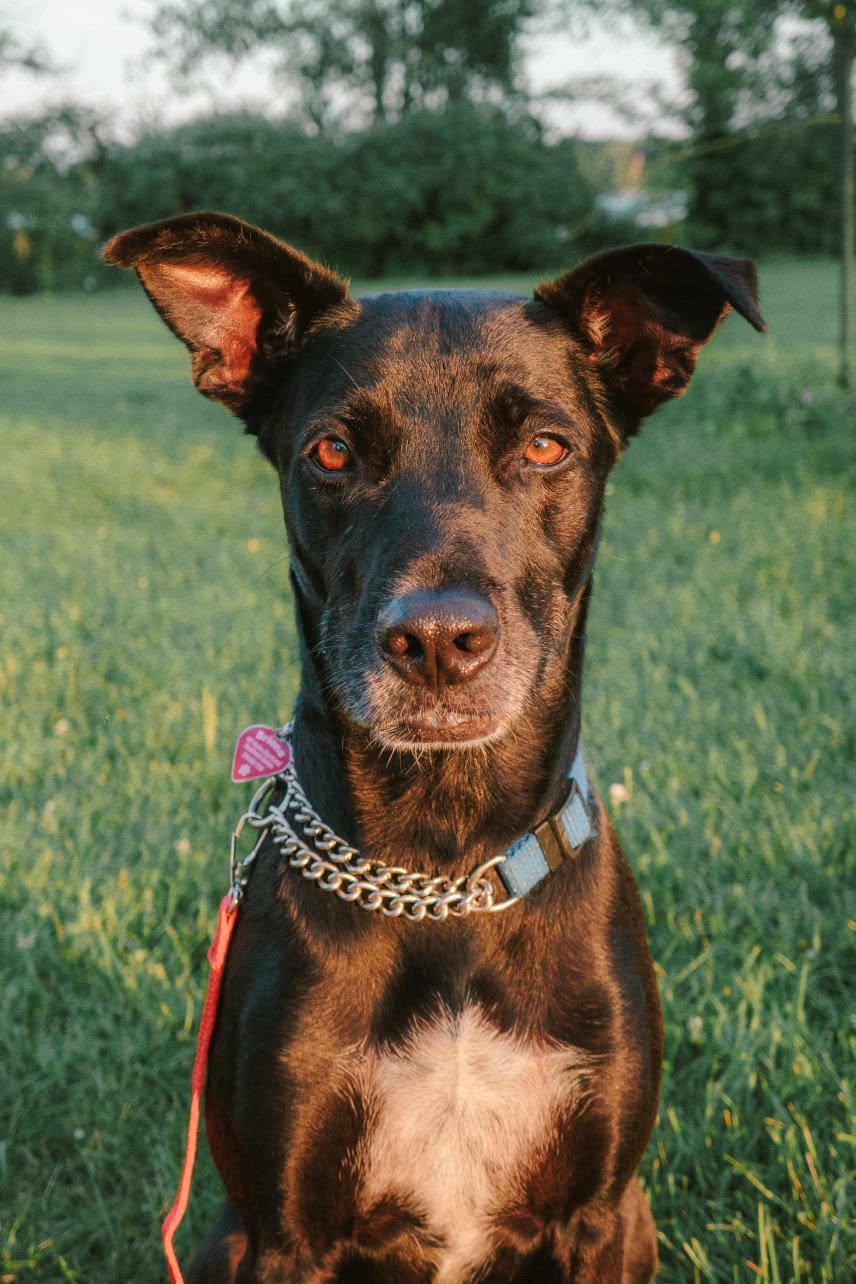 Chanito, a ADOPTABLE mixed breed in Pointe-Claire, QC image 5/6
