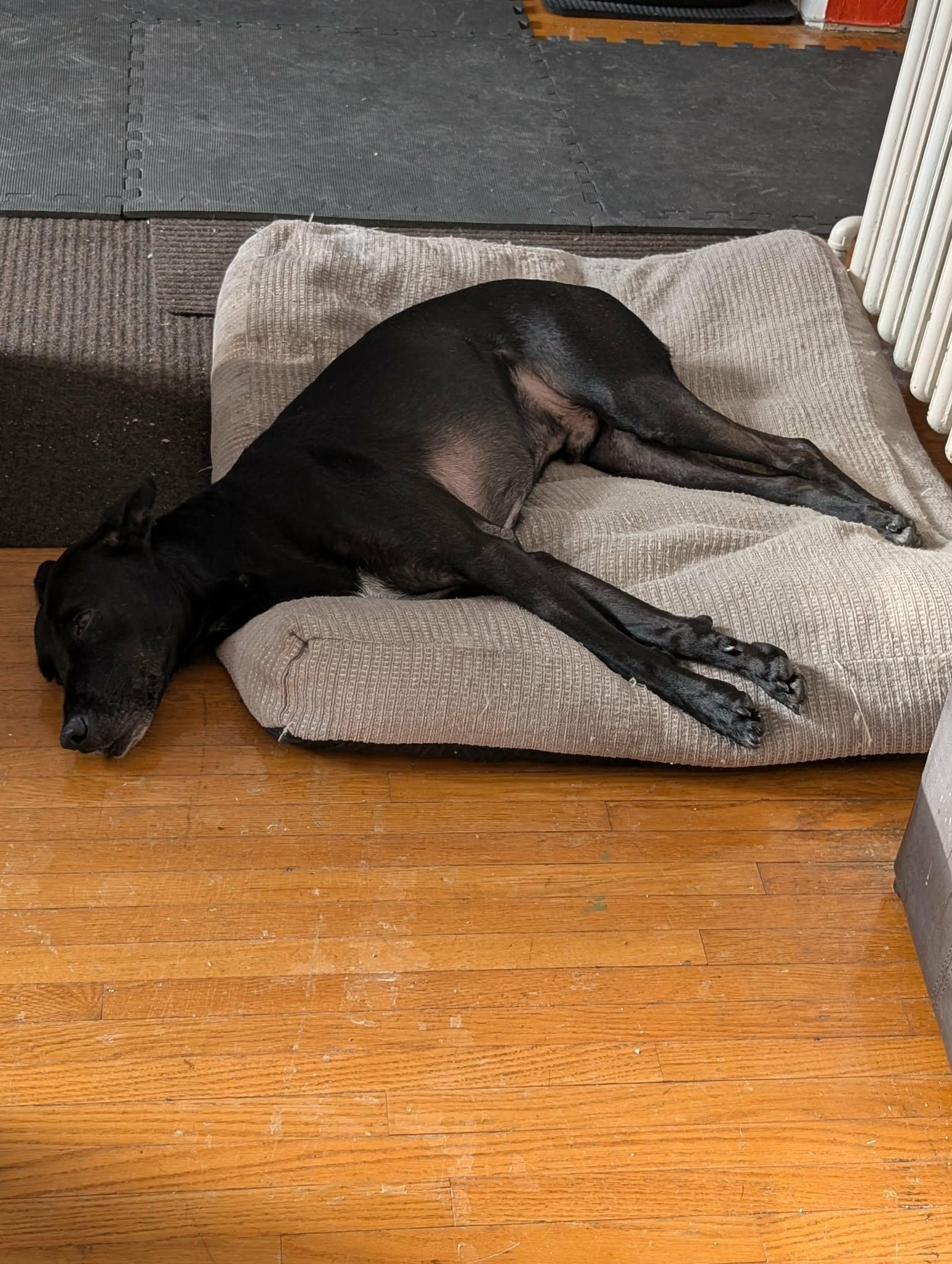 Chanito, a ADOPTABLE mixed breed in Pointe-Claire, QC image 2/6