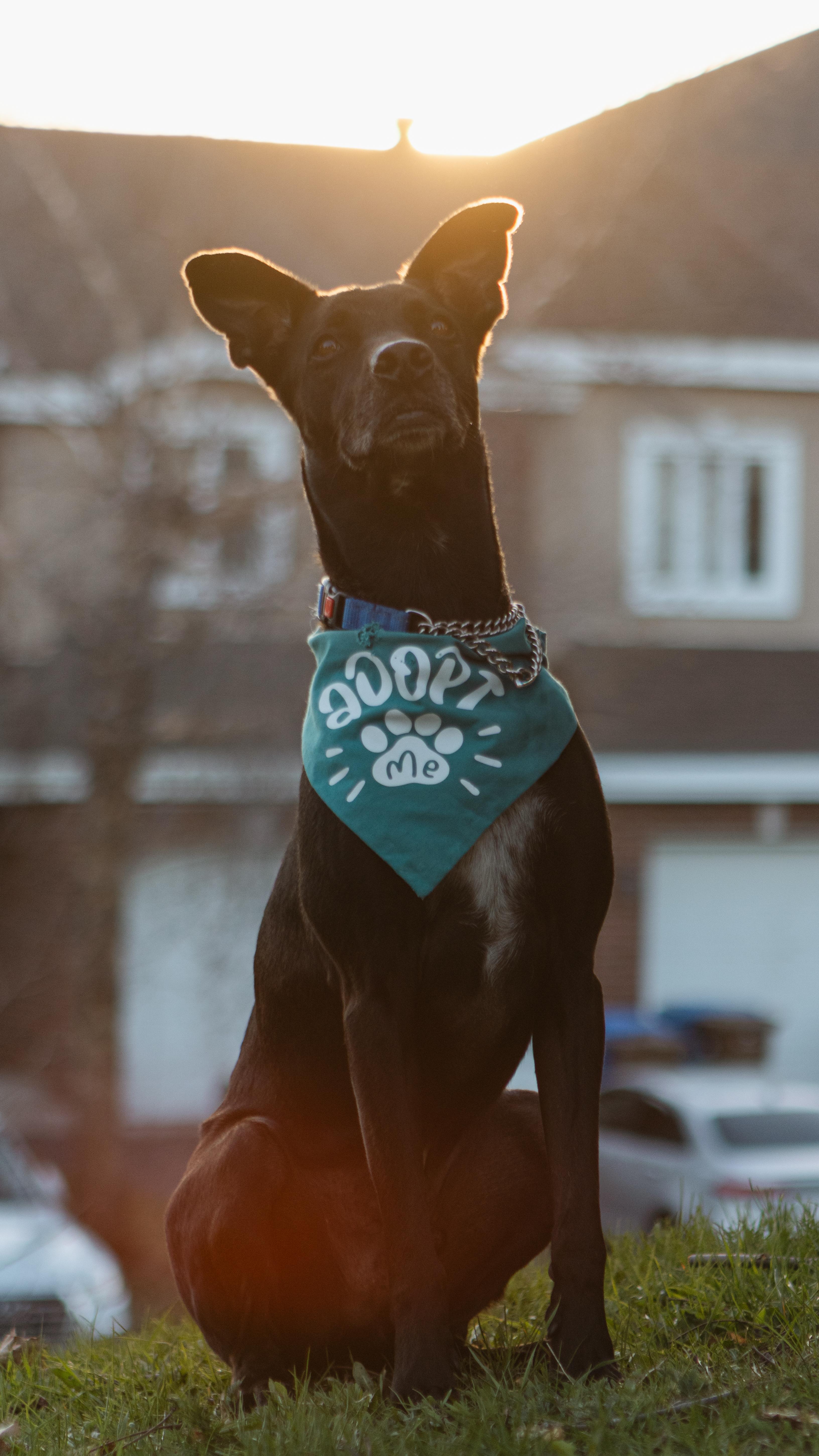 Enlarge Chanito, a ADOPTABLE mixed breed in Pointe-Claire, QC image 5/6