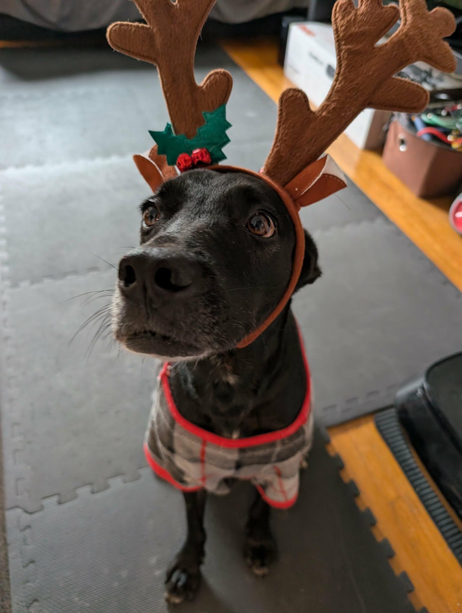 Chanito, a ADOPTABLE mixed breed in Pointe-Claire, QC image 1/6