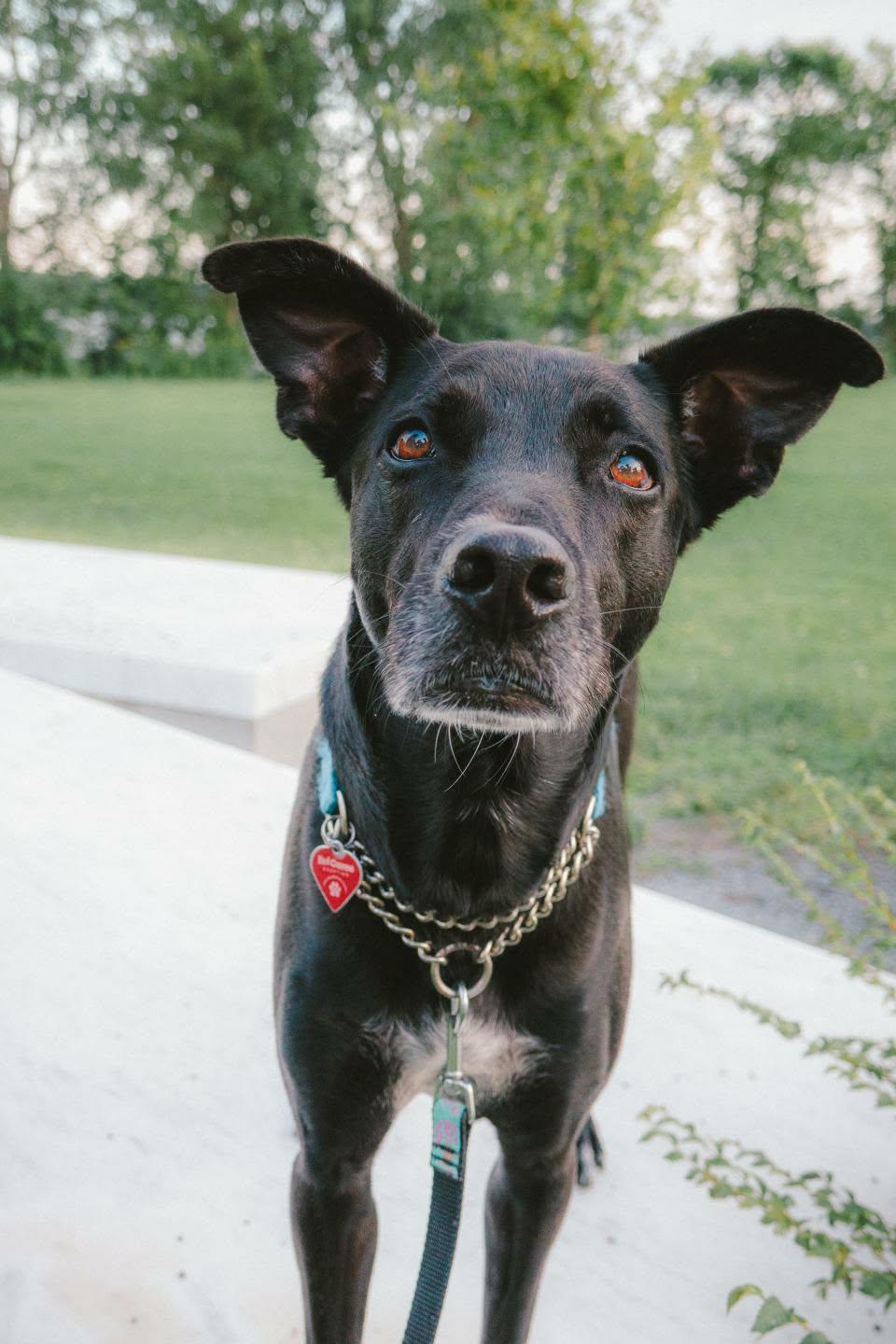 Chanito, a ADOPTABLE mixed breed in Pointe-Claire, QC image 1/6
