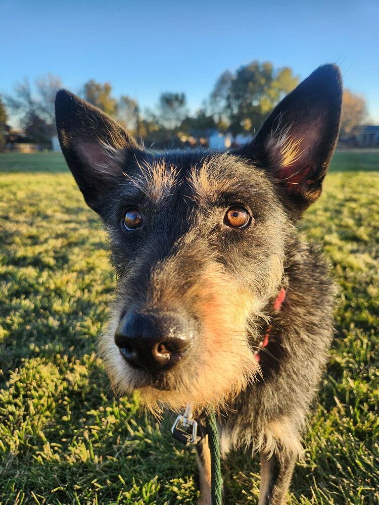 Tamarisk, Adoptable, Young Female Terrier & Mixed Breed.