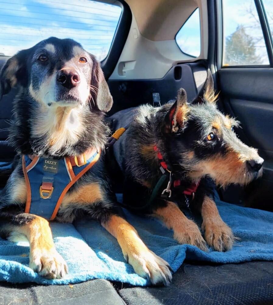 Enlarge Tamarisk, a Adoptable mixed breed in Evergreen, CO image 2/6