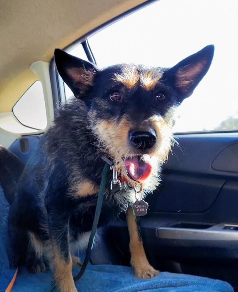 Enlarge Tamarisk, a Adoptable mixed breed in Evergreen, CO image 3/6