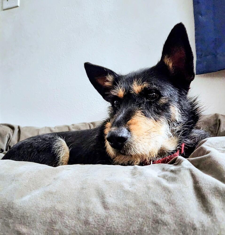 Enlarge Tamarisk, a Adoptable mixed breed in Evergreen, CO image 4/6