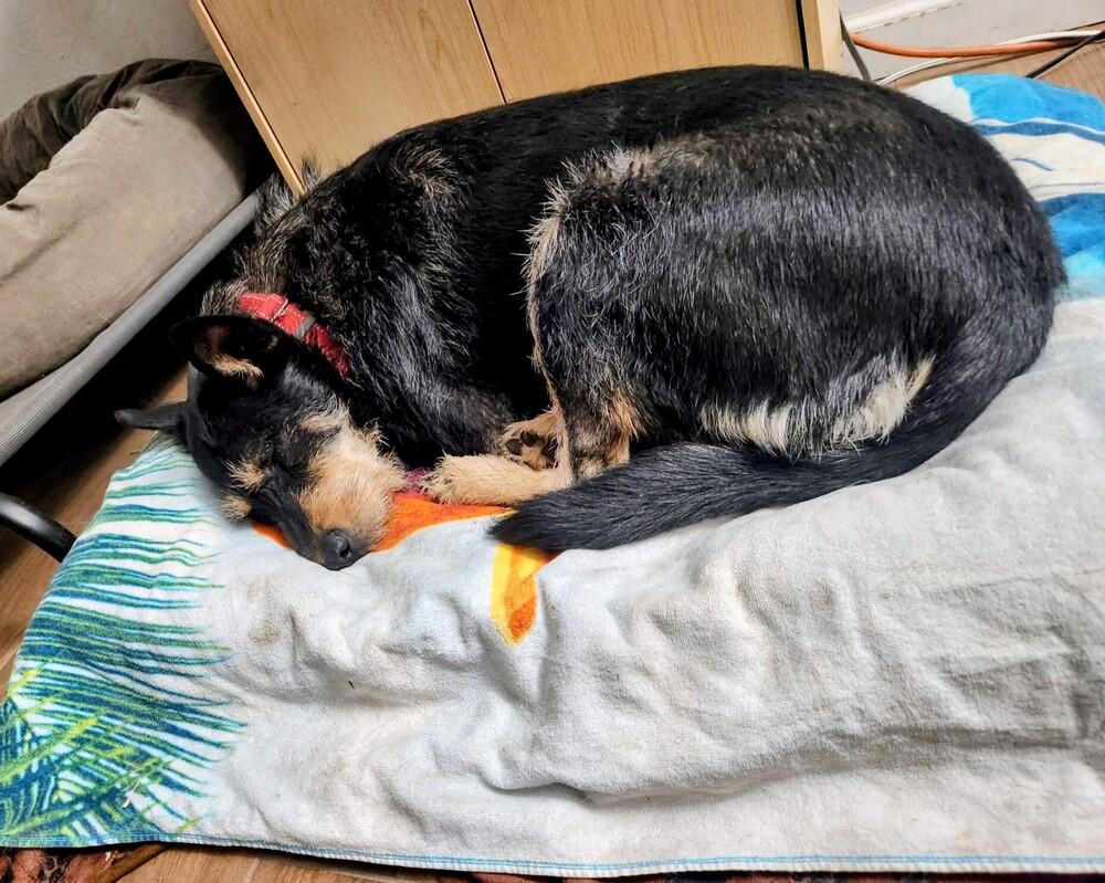 Enlarge Tamarisk, a Adoptable mixed breed in Evergreen, CO image 5/6