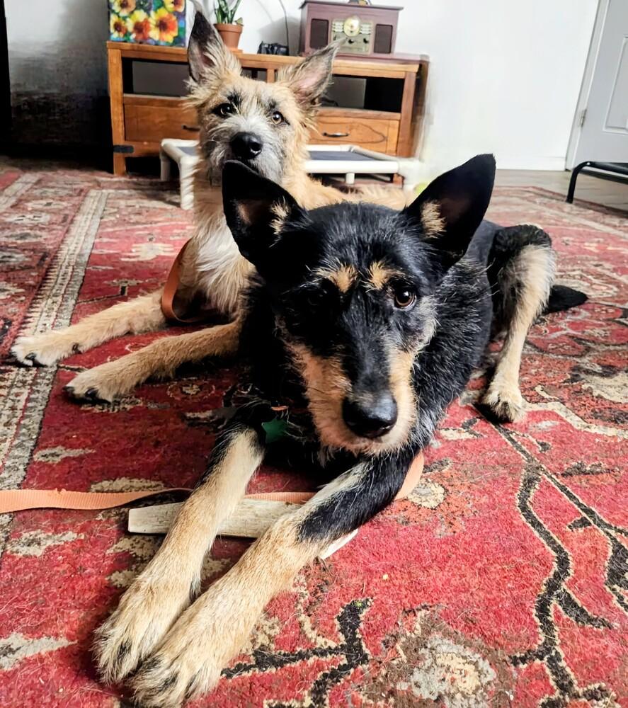 Enlarge Tamarisk, a Adoptable mixed breed in Evergreen, CO image 6/6