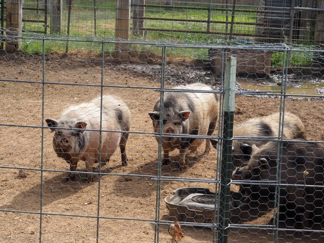 Penelope, Pam, Page, & Pinky, Adopted, Adult Female Pot Bellied.