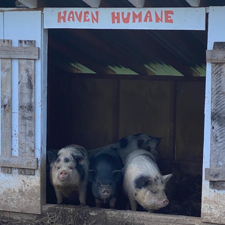 Enlarge Penelope, Pam, Page, & Pinky, a Adopted Pot Bellied in Redding, CA image 5/5