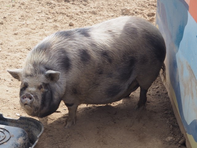 Enlarge Penelope, Pam, Page, & Pinky, a Adopted Pot Bellied in Redding, CA image 2/5