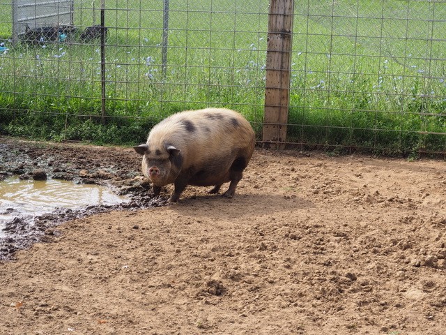 Enlarge Penelope, Pam, Page, & Pinky, a Adopted Pot Bellied in Redding, CA image 3/5