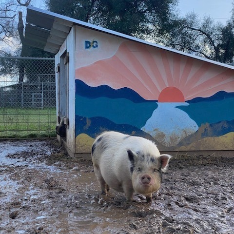 Enlarge Penelope, Pam, Page, & Pinky, a Adopted Pot Bellied in Redding, CA image 4/5