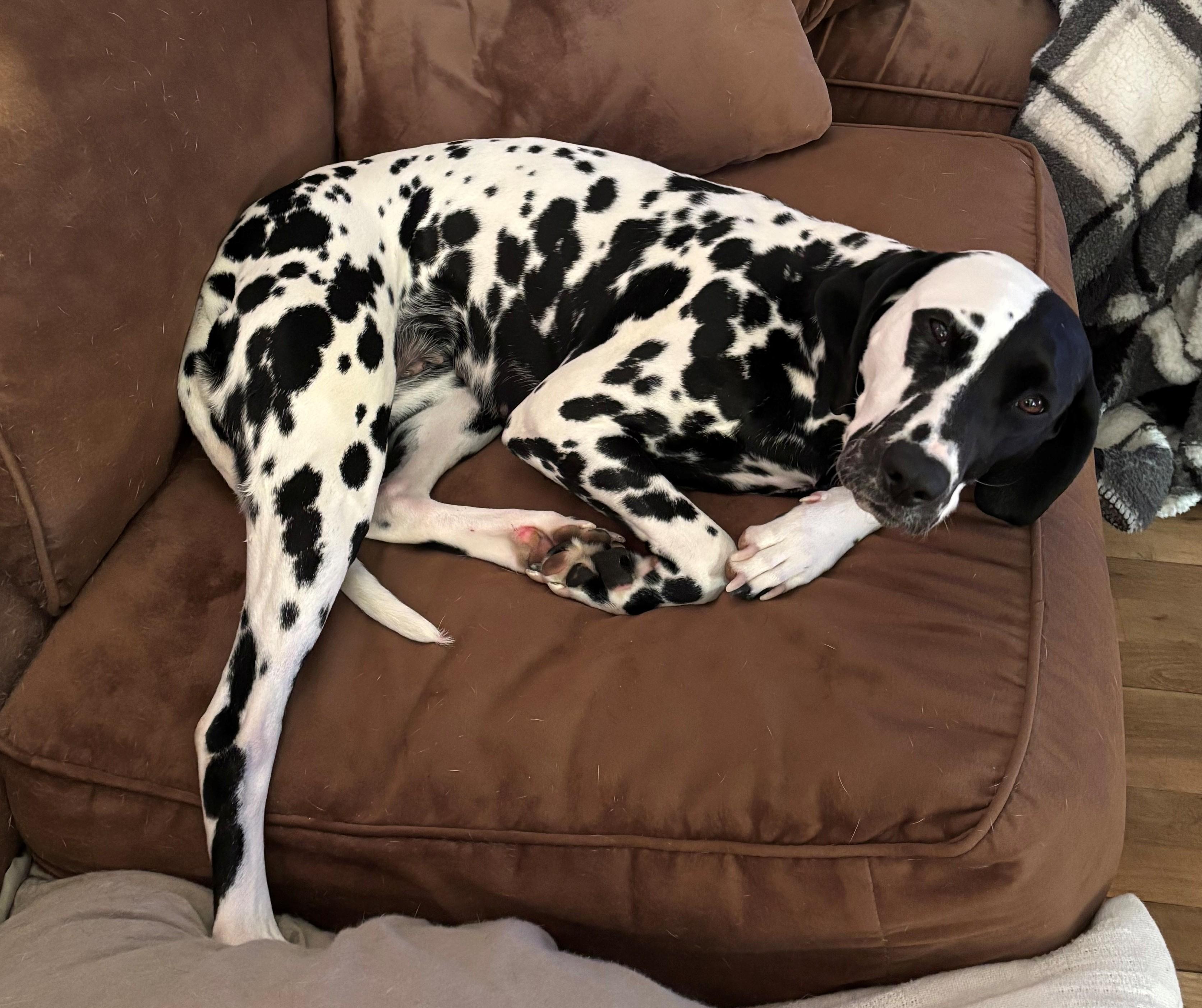 Cookie-Lake Ronkonkoma, NY, Adoptable, Young Female Dalmatian.