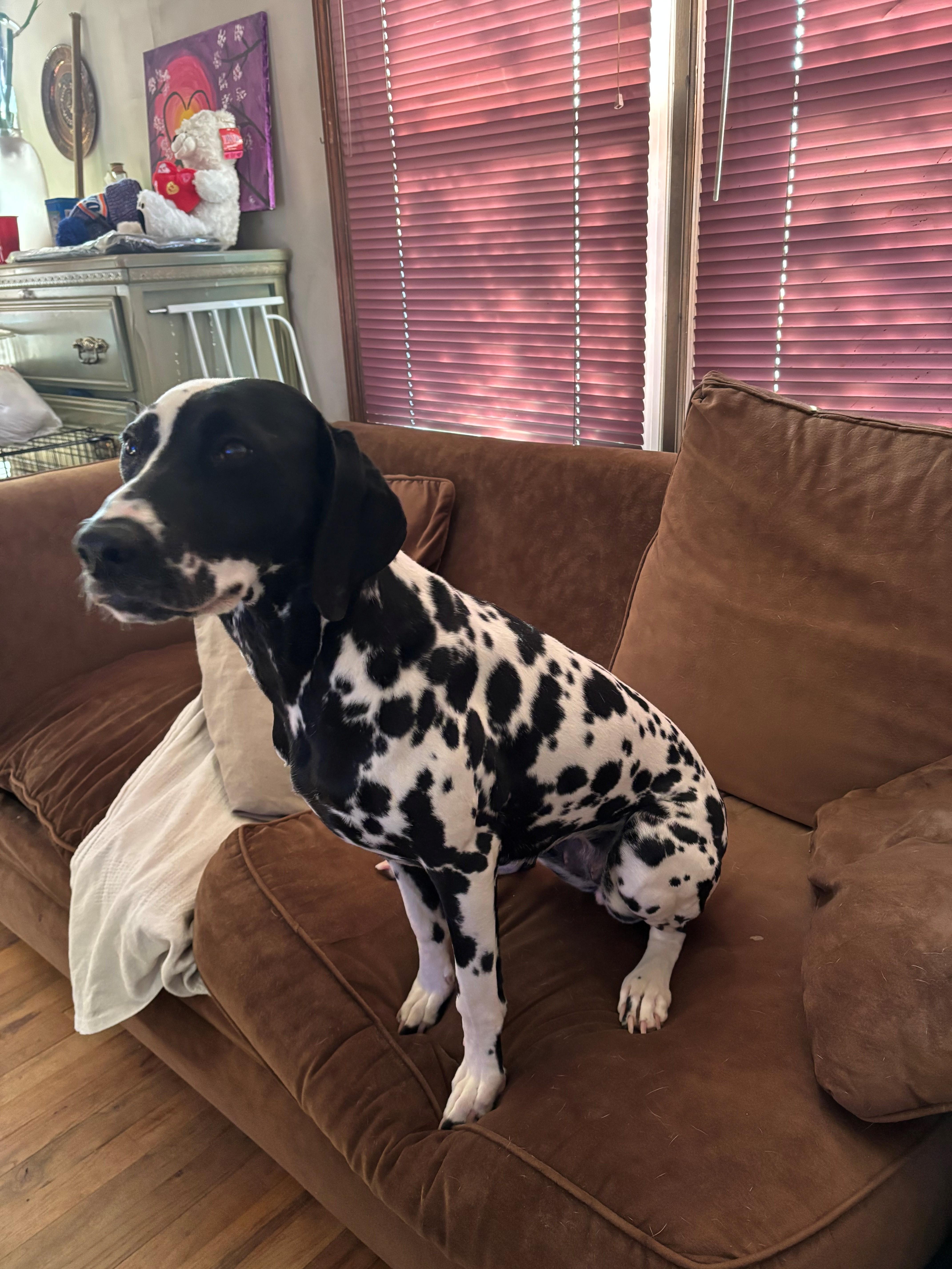 Cookie-Lake Ronkonkoma, NY, a Adoptable Dalmatian in Lake Ronkonkoma, NY image 4/4