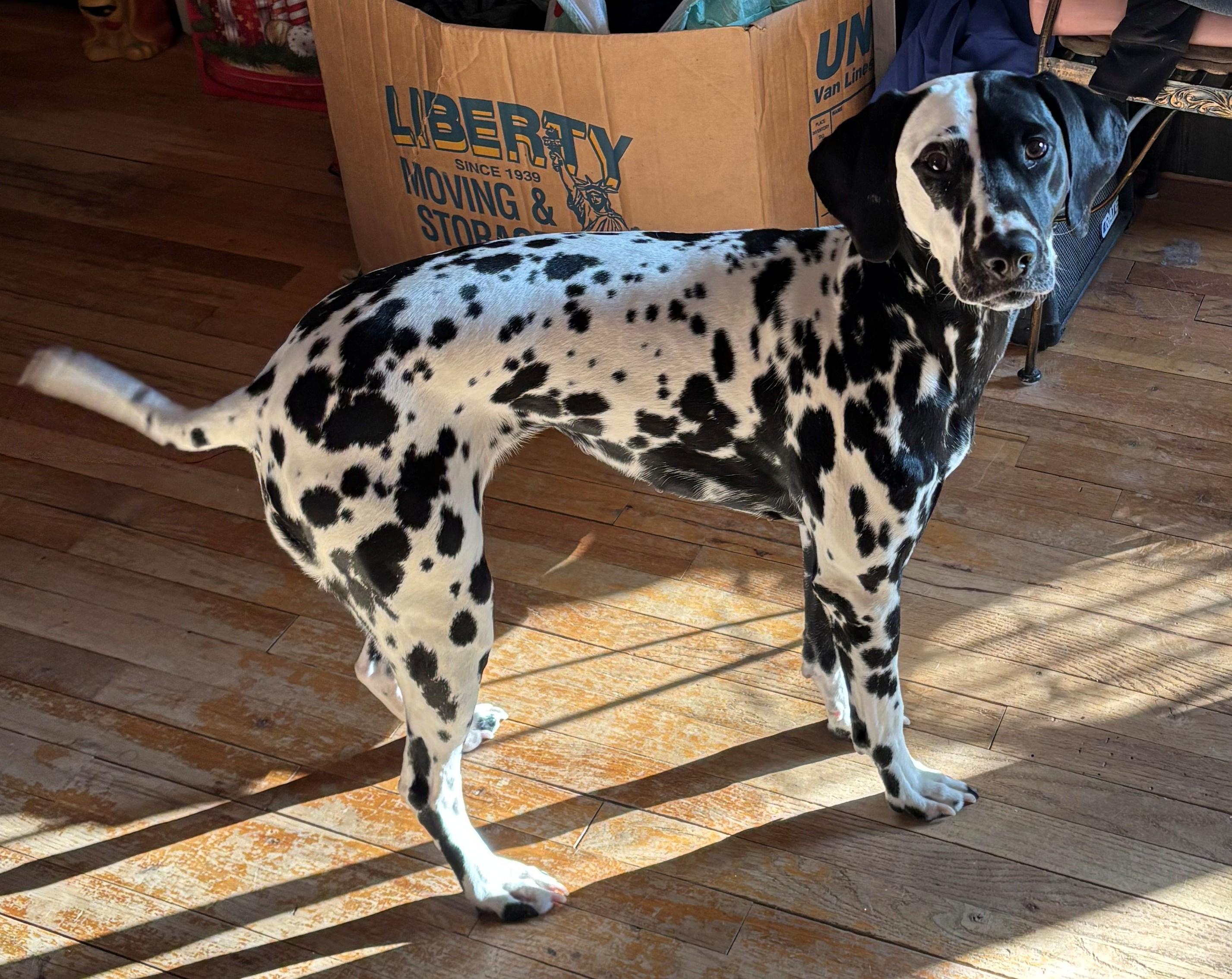 Cookie-Lake Ronkonkoma, NY, a Adoptable Dalmatian in Lake Ronkonkoma, NY image 3/4