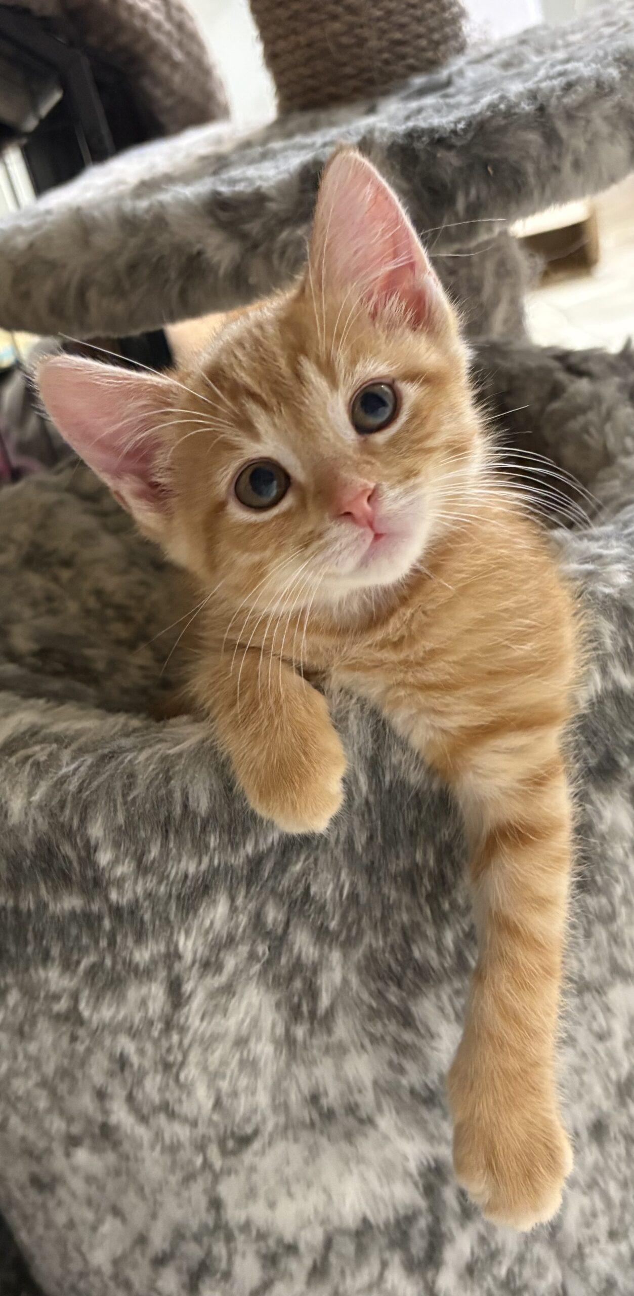 Cookie Dough, Adoptable, Kitten Female Domestic Short Hair.