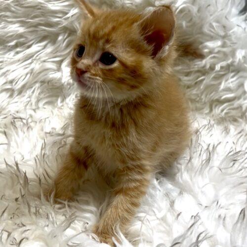 Enlarge Cookie Dough, a Adoptable Domestic Short Hair in Vienna, ON image 2/5