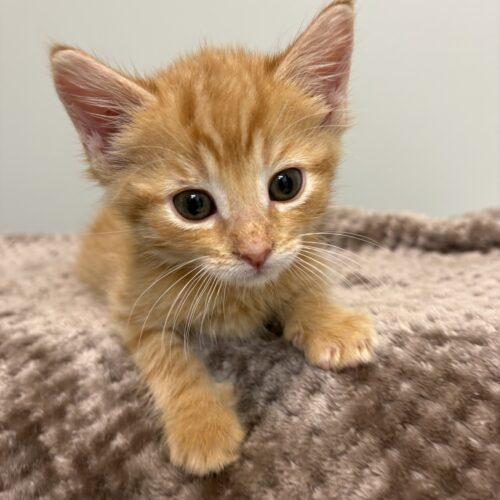 Enlarge Cookie Dough, a Adoptable Domestic Short Hair in Vienna, ON image 3/5