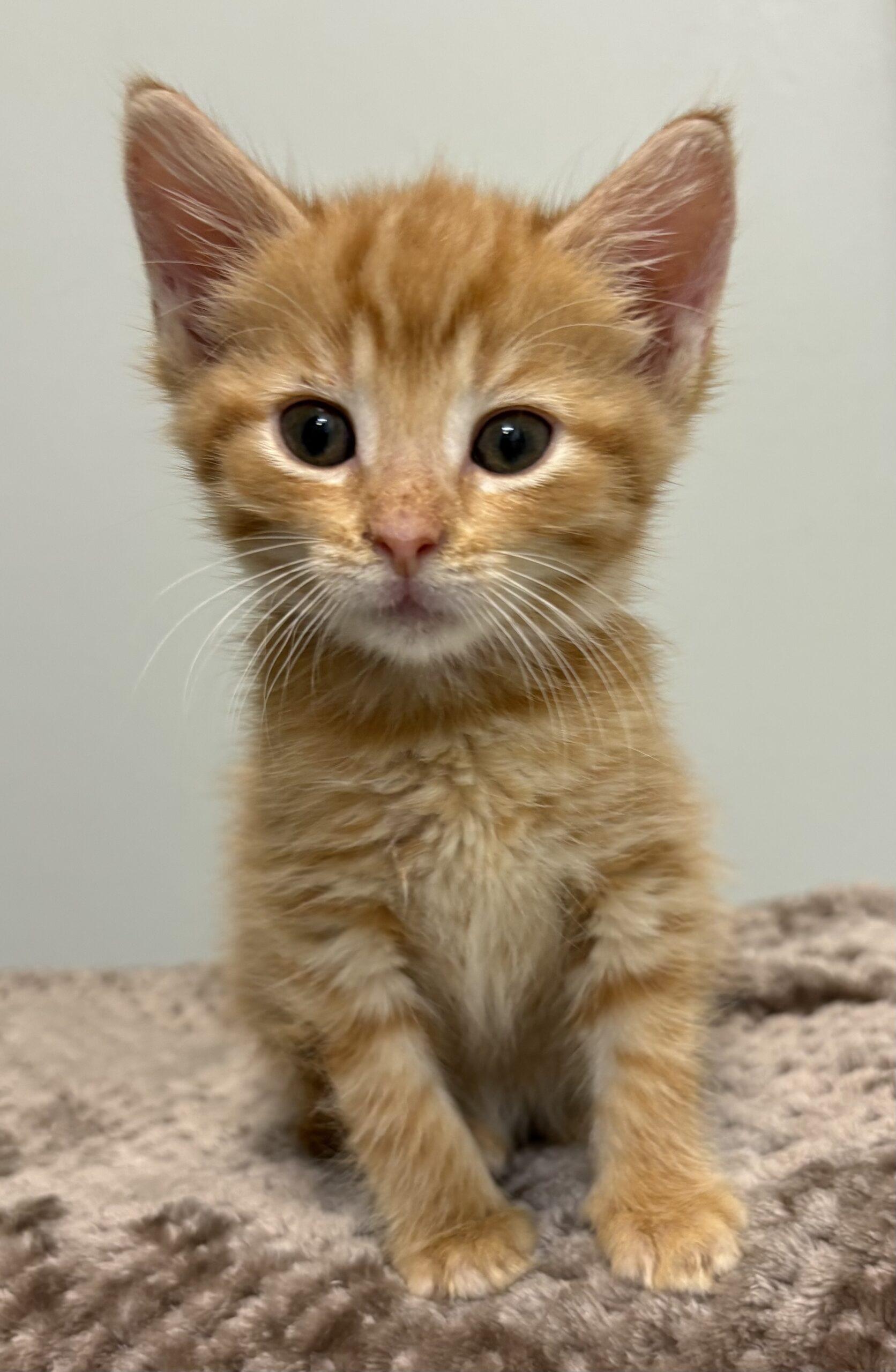 Enlarge Cookie Dough, a Adoptable Domestic Short Hair in Vienna, ON image 4/5