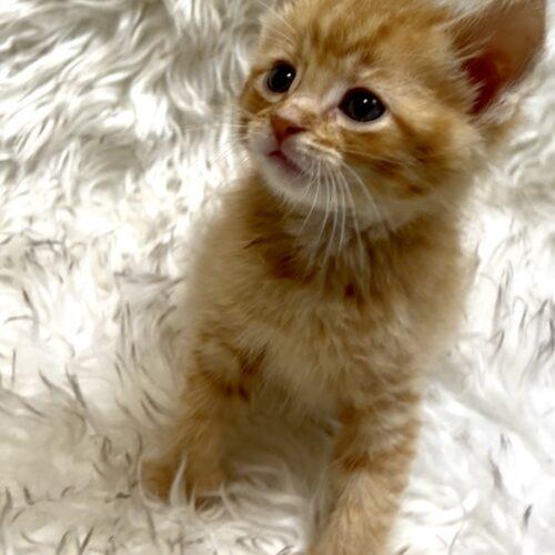 Enlarge Cookie Dough, a Adoptable Domestic Short Hair in Vienna, ON image 5/5