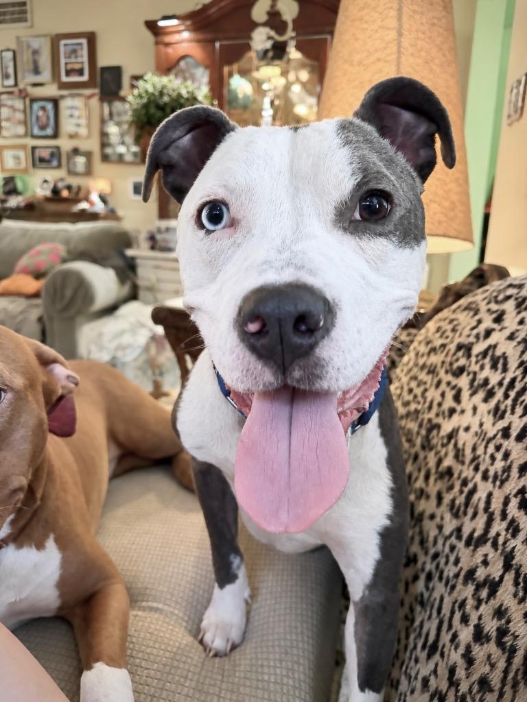 Enlarge Enzo, a Adoptable mixed breed in Princeton, MA image 1/5