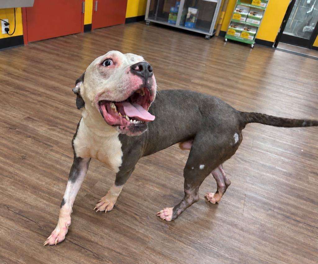 Enlarge Enzo, a Adoptable mixed breed in Princeton, MA image 2/5
