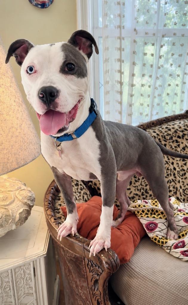 Enlarge Enzo, a Adoptable mixed breed in Princeton, MA image 3/5