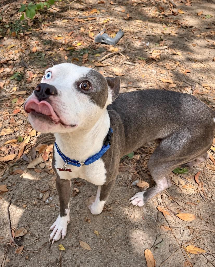 Enlarge Enzo, a Adoptable mixed breed in Princeton, MA image 4/5