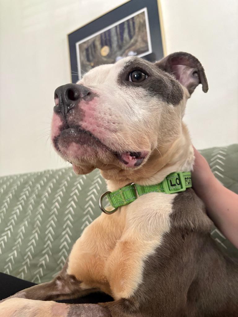 Enlarge Enzo, a Adoptable mixed breed in Princeton, MA image 5/5