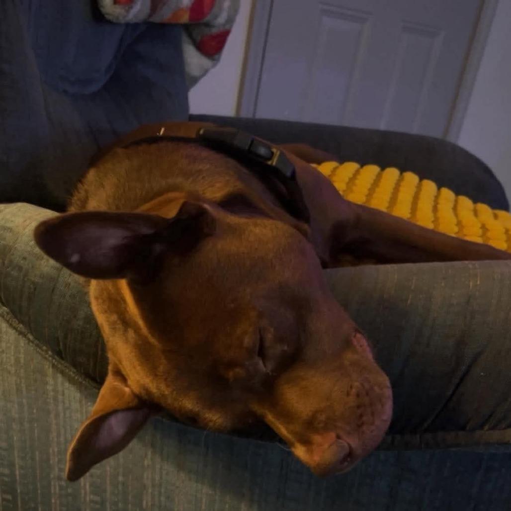 Enlarge Balou, a Adoptable Mixed Breed in Barrington, NH image 2/4