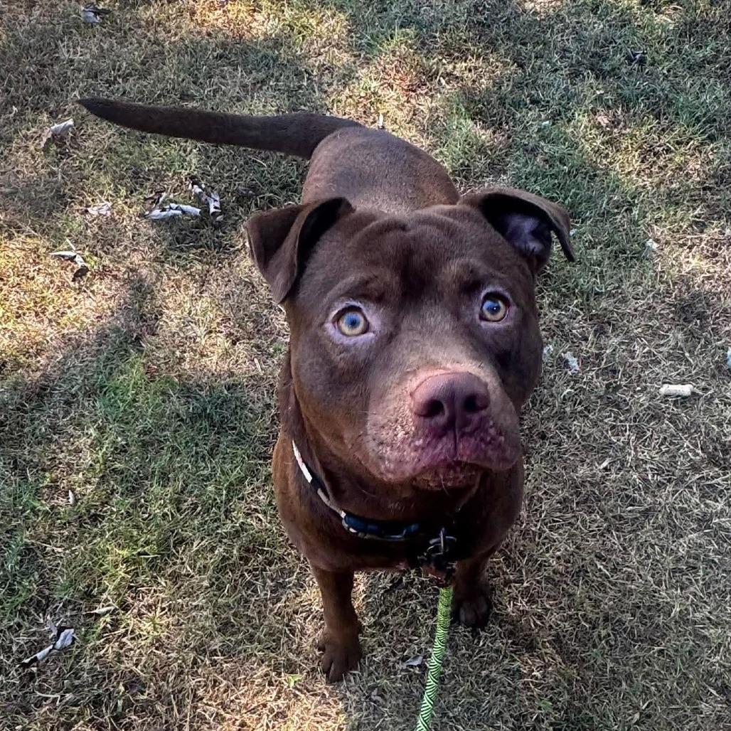 Enlarge Balou, a Adoptable Mixed Breed in Barrington, NH image 3/4