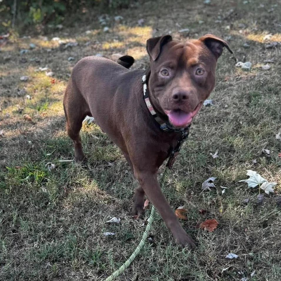Enlarge Balou, a Adoptable Mixed Breed in Barrington, NH image 4/4