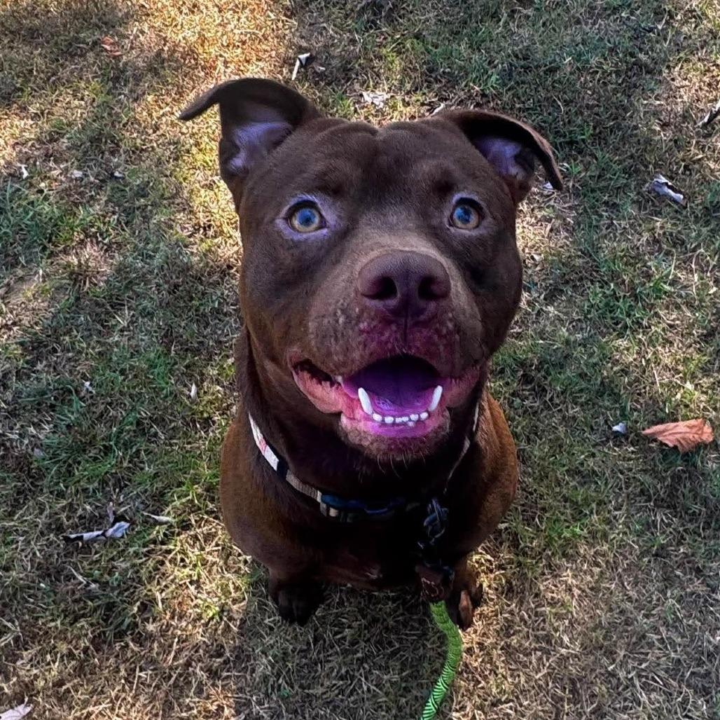 Enlarge Balou, a Adoptable Mixed Breed in Barrington, NH image 1/4