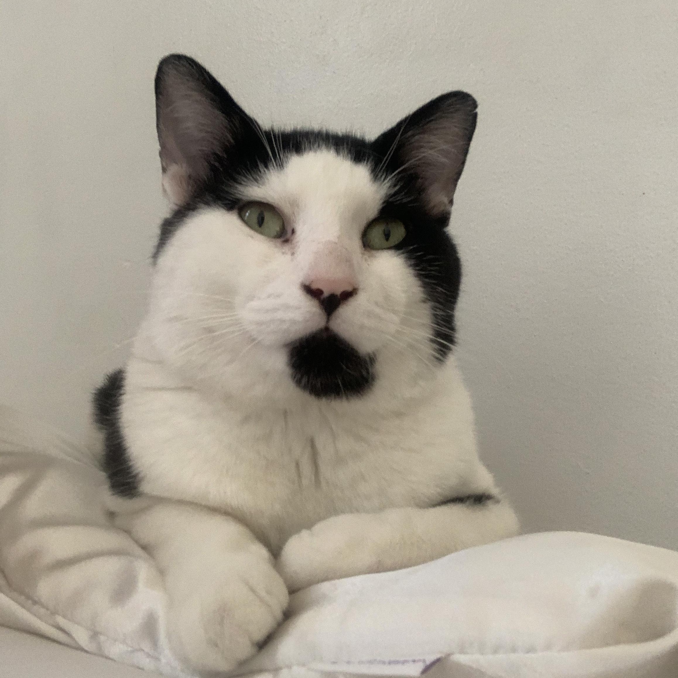 Salazar, an adoptable Domestic Short Hair in Montreal, QC image 1/5