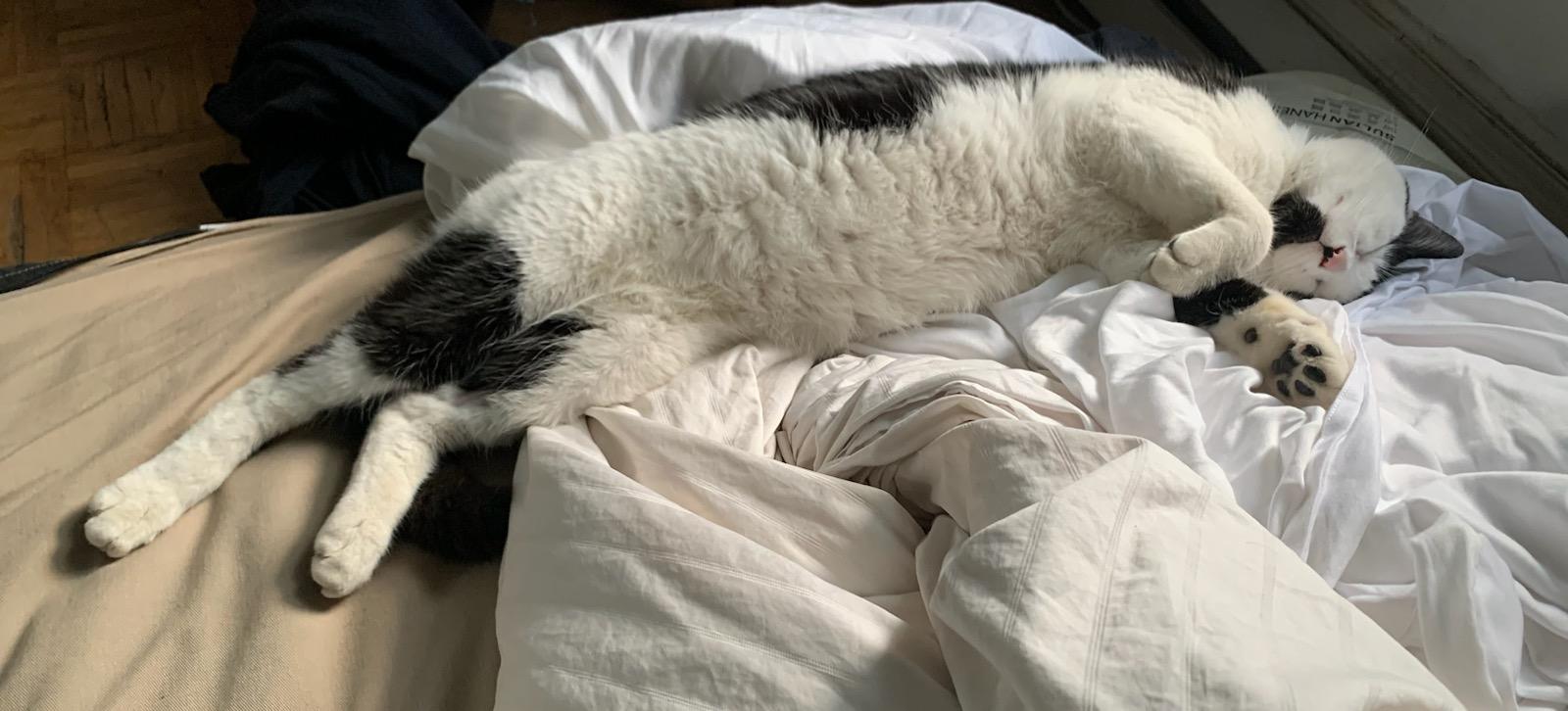 Salazar, an adoptable Domestic Short Hair in Montreal, QC image 2/5