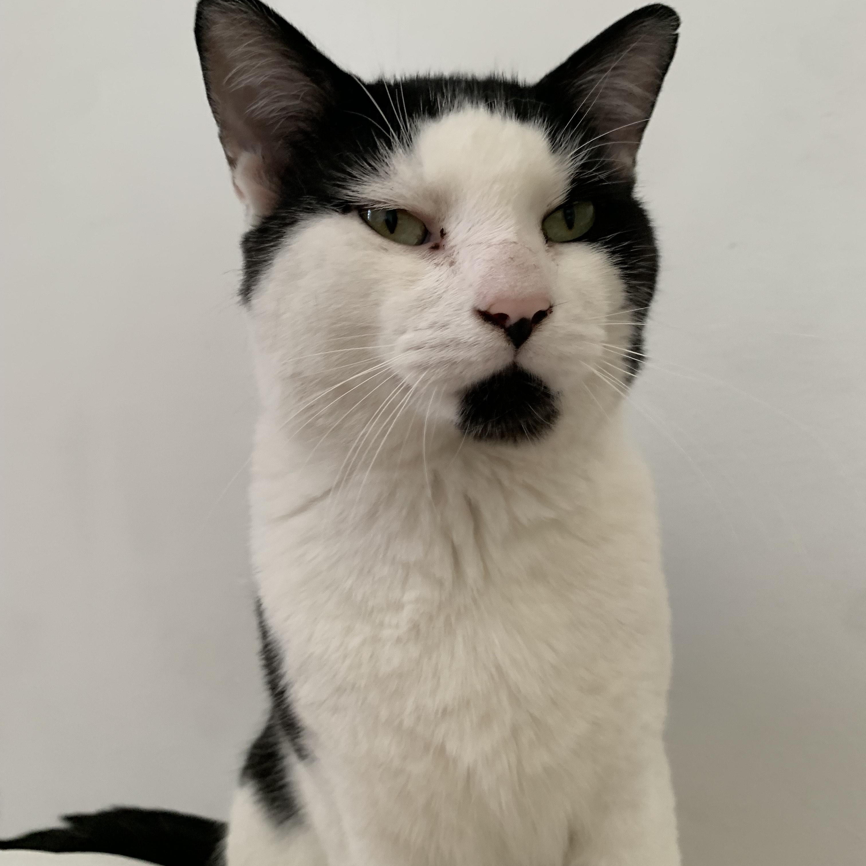 Salazar, an adoptable Domestic Short Hair in Montreal, QC image 5/5