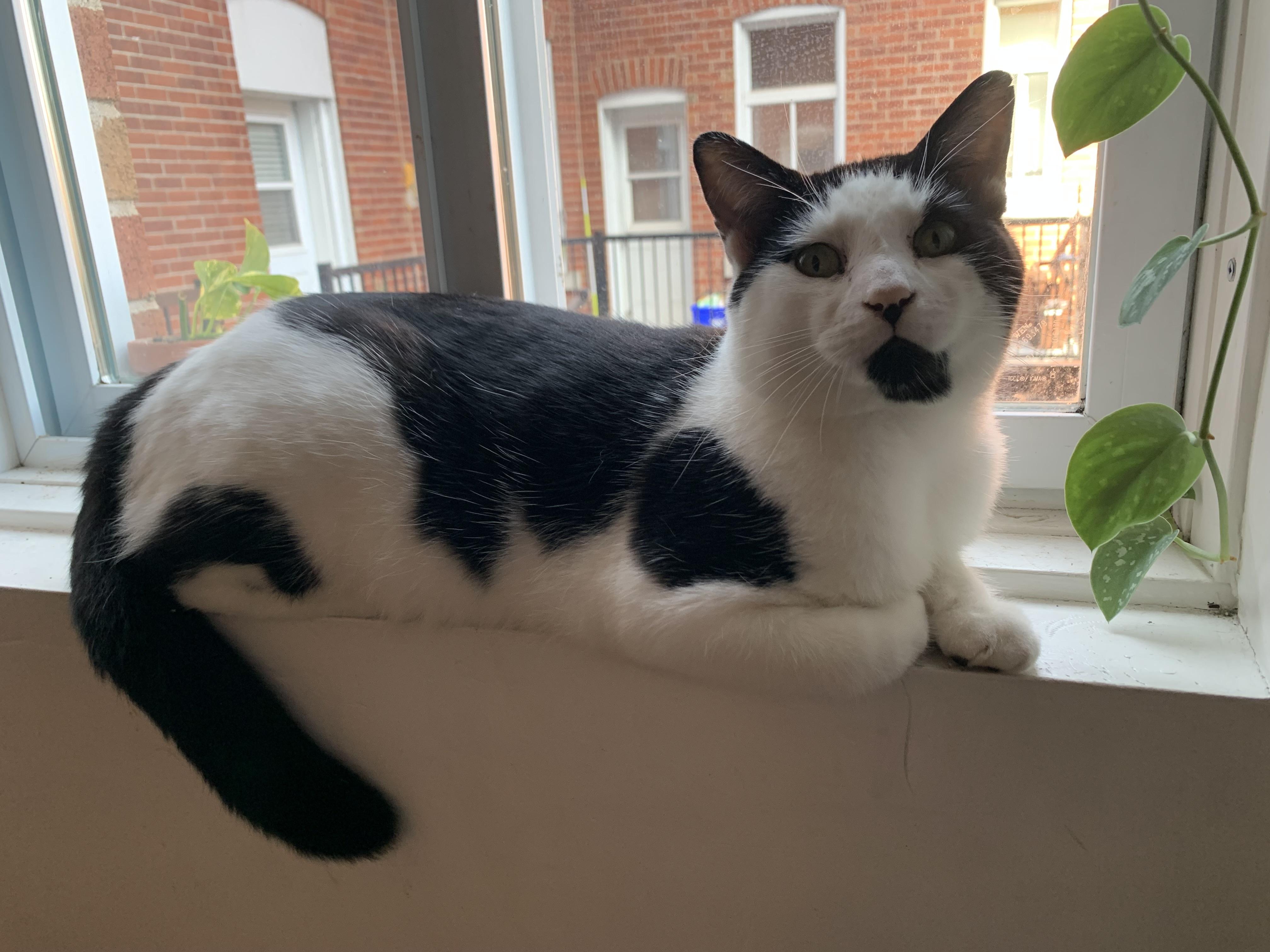 Salazar, Adoptable, Adult Male Domestic Short Hair.