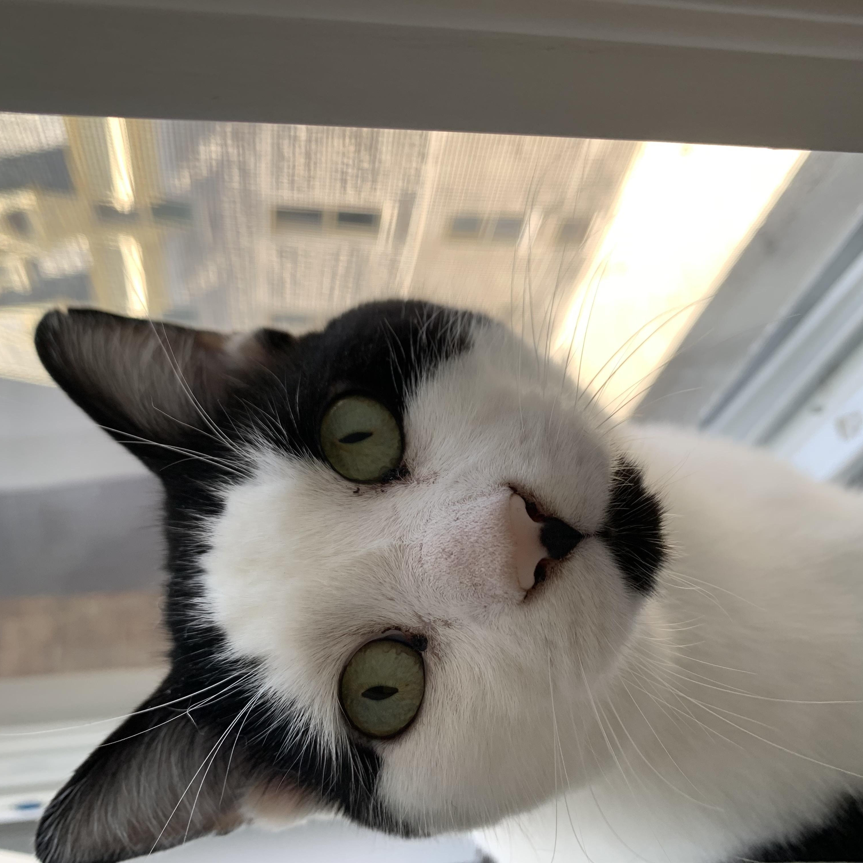 Enlarge Salazar, a Adoptable Domestic Short Hair in Montreal, QC image 3/6
