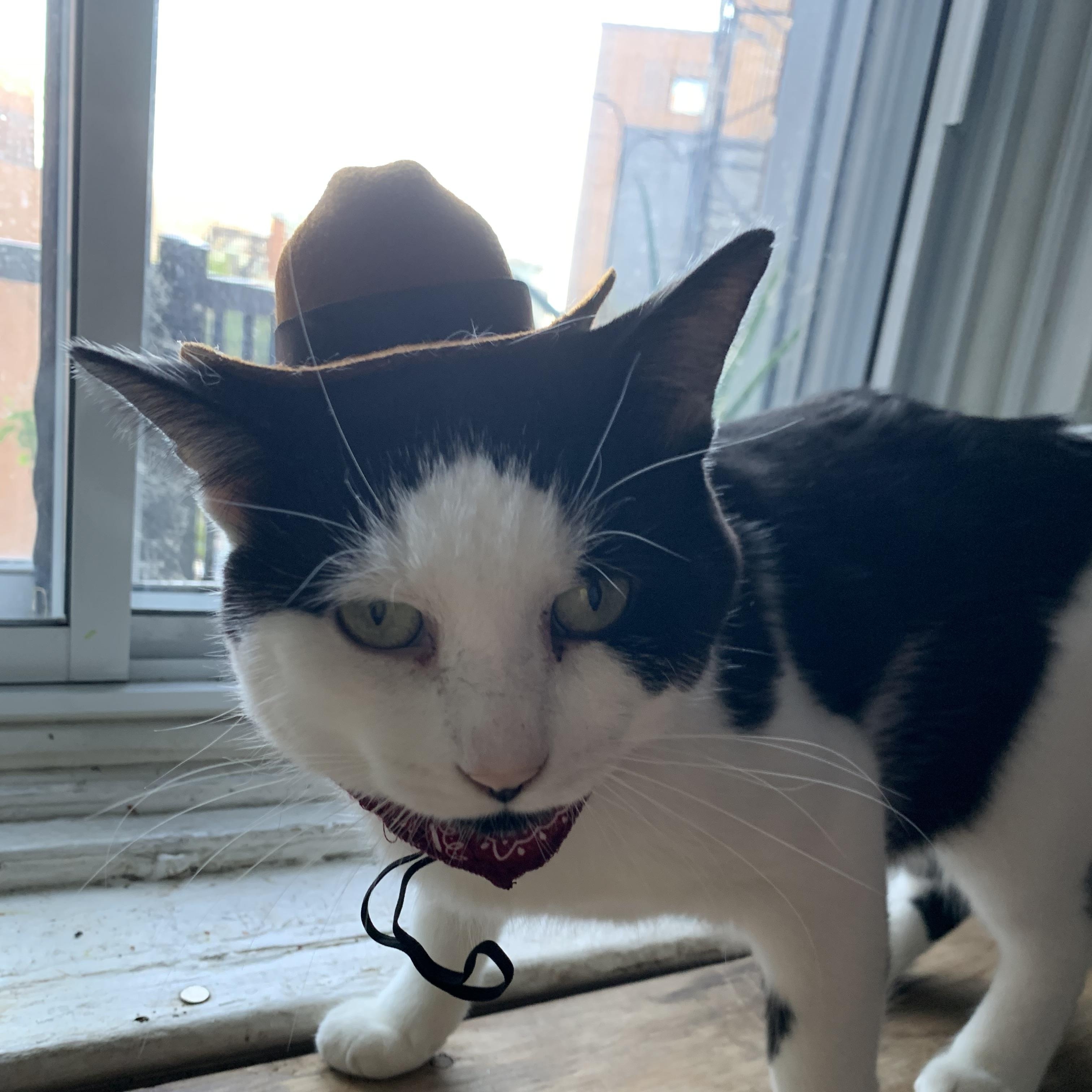 Enlarge Salazar, a Adoptable Domestic Short Hair in Montreal, QC image 2/6