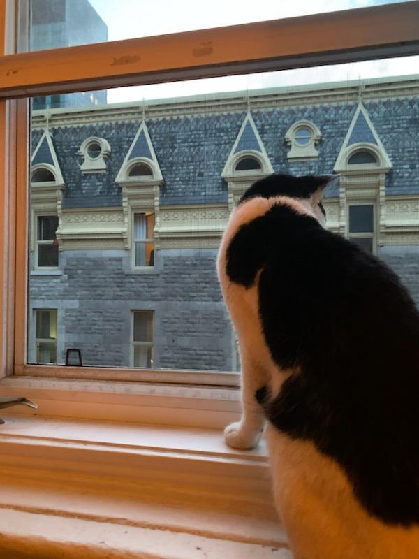 Salazar, an adoptable Domestic Short Hair in Montreal, QC image 3/5