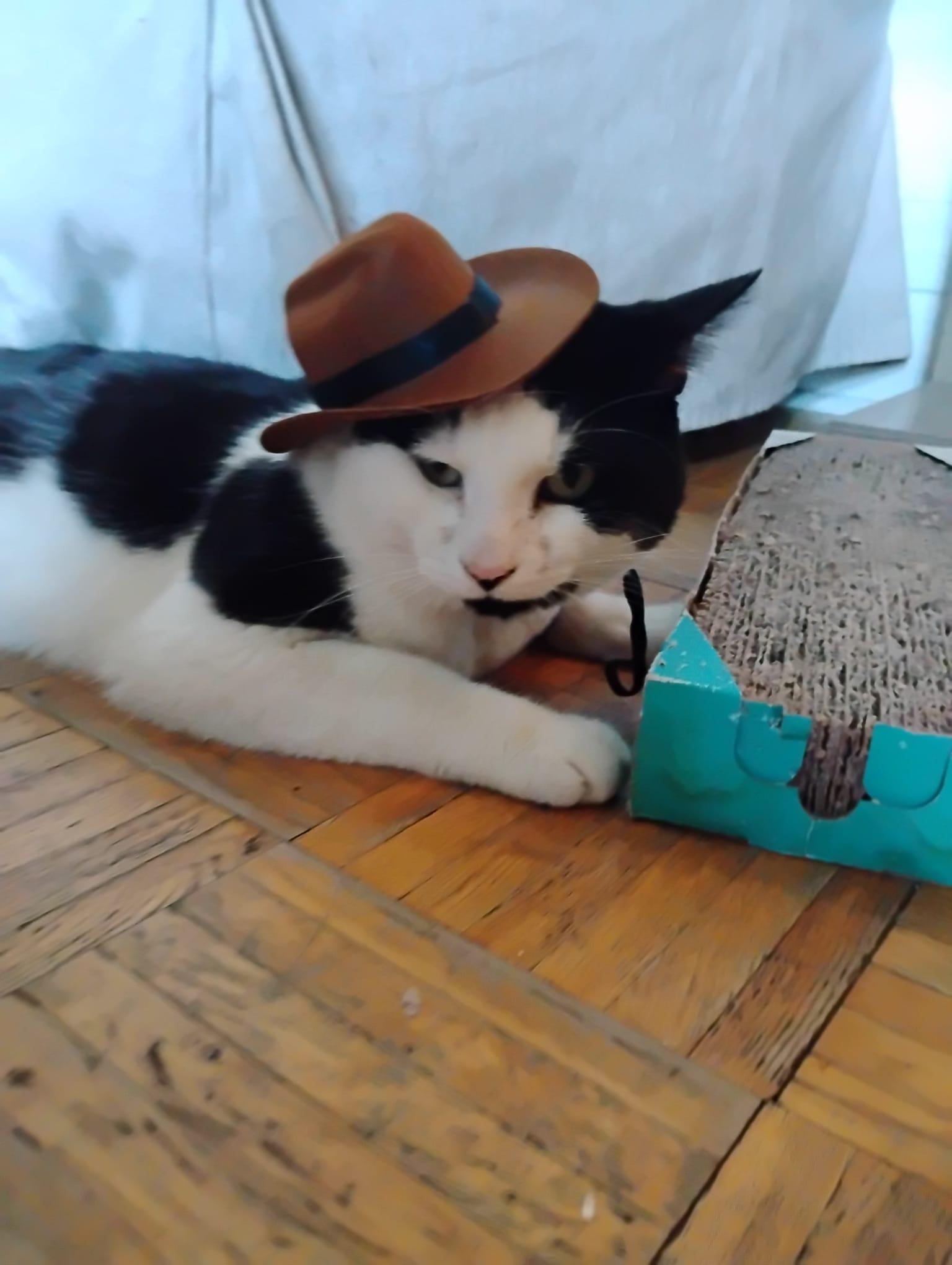 Salazar, an adoptable Domestic Short Hair in Montreal, QC image 4/5