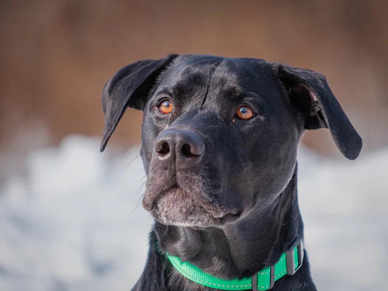Enlarge Blue, a hold mixed breed in Pointe-Fortune, QC image 1/3