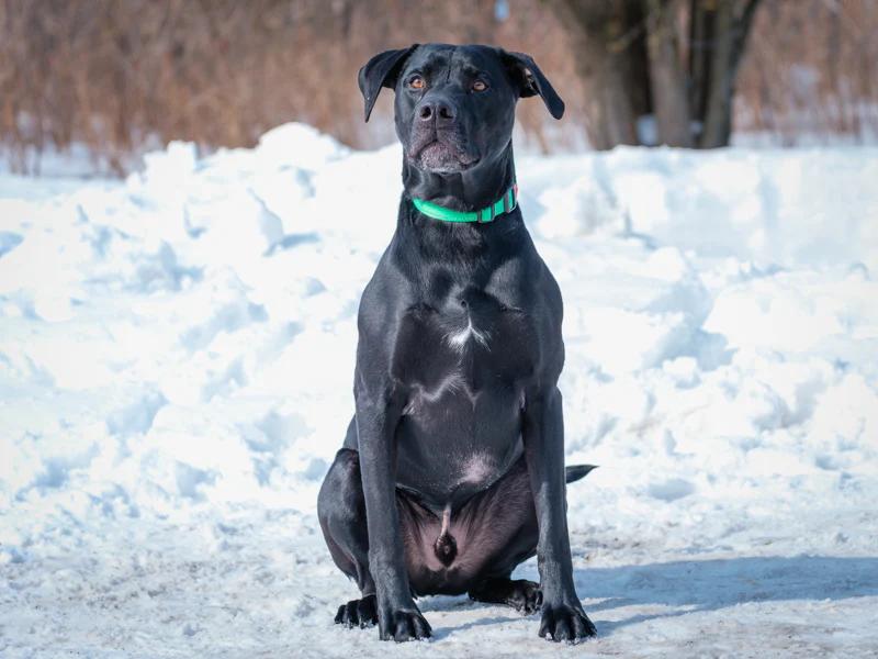 Enlarge Blue, a hold mixed breed in Pointe-Fortune, QC image 2/3