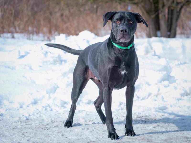 Enlarge Blue, a hold mixed breed in Pointe-Fortune, QC image 3/3