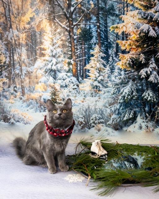 Ketchup, an adopted Domestic Medium Hair in Lapeer, MI image 2/4