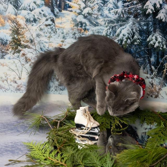 Ketchup, an adopted Domestic Medium Hair in Lapeer, MI image 3/4