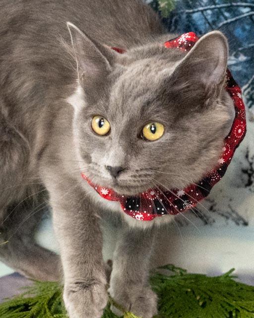 Ketchup, an adopted Domestic Medium Hair in Lapeer, MI image 4/4